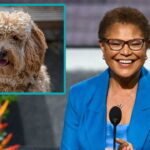Karen Bass in Los Angeles with an inset of a Labradoodle.