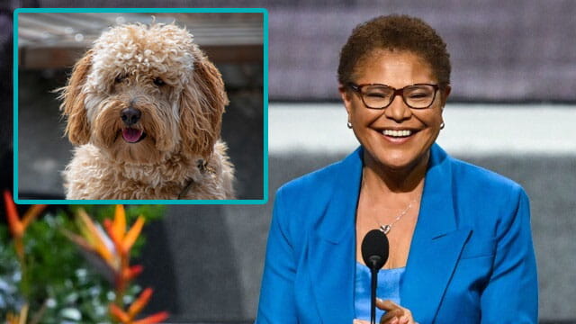 Karen Bass in Los Angeles with an inset of a Labradoodle.