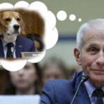Dr. Fauci testifying in Congress in front of Senator Rand Paul with a beagle dog head.