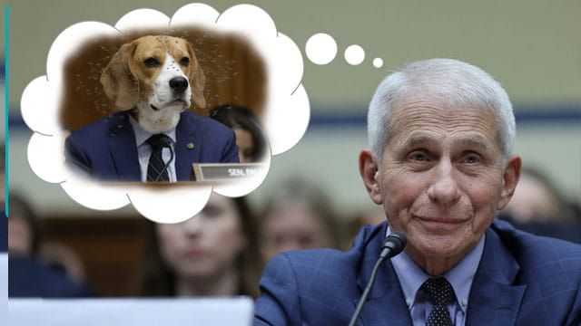 Dr. Fauci testifying in Congress in front of Senator Rand Paul with a beagle dog head.