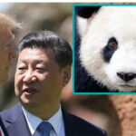 China President Xi Jinping speaking to American President Donald Trump with an inset of a panda bear.