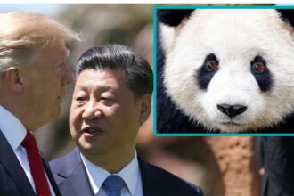 China President Xi Jinping speaking to American President Donald Trump with an inset of a panda bear.