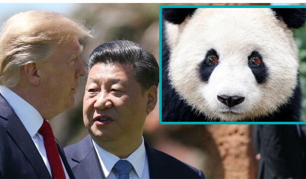 China President Xi Jinping speaking to American President Donald Trump with an inset of a panda bear.