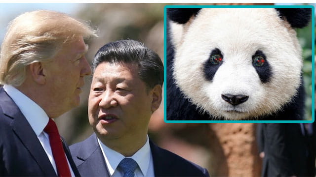 China President Xi Jinping speaking to American President Donald Trump with an inset of a panda bear.
