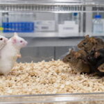 Two white lab mice on one side of cage staring at six brown and black mice on other side of cage in laboratory.