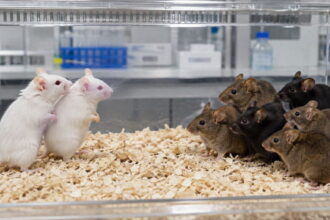 Two white lab mice on one side of cage staring at six brown and black mice on other side of cage in laboratory.