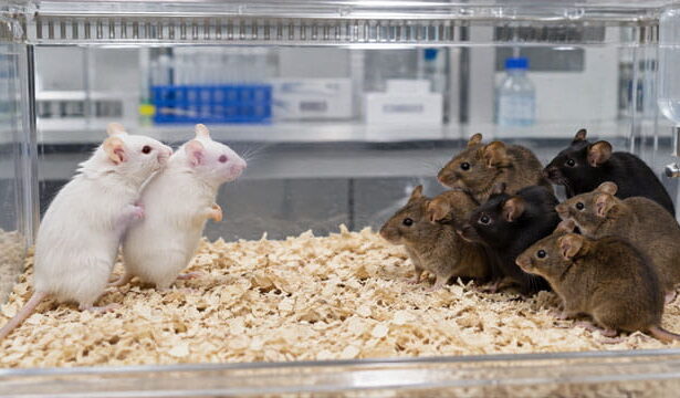 Two white lab mice on one side of cage staring at six brown and black mice on other side of cage in laboratory.