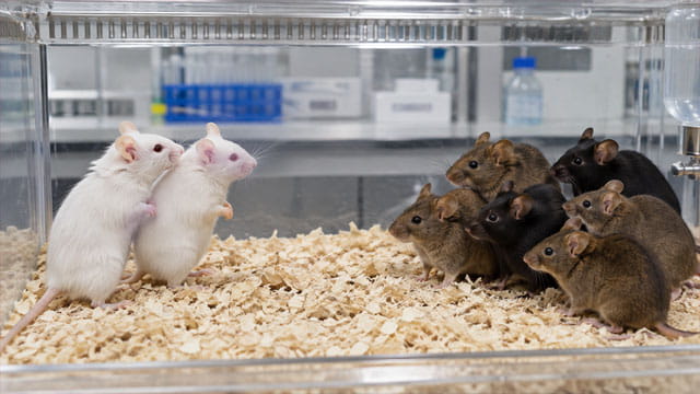 Two white lab mice on one side of cage staring at six brown and black mice on other side of cage in laboratory.